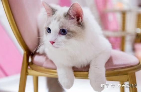 纯种布偶猫价格多少钱一只,纯种布偶猫，一场自然美景的旅行与心灵的宁静