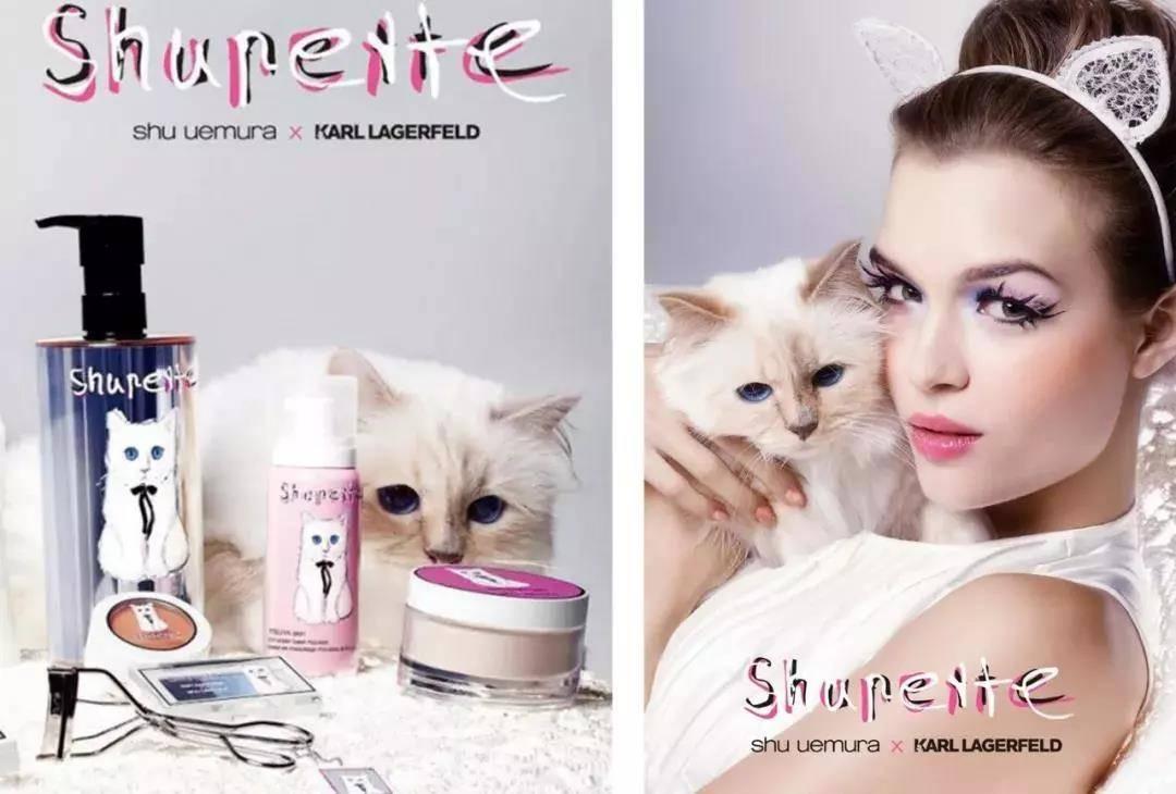 猫咪官网最新探索，小巷猫趣与特色小店的独特魅力