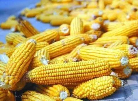 烟台玉米价格最新行情及分析