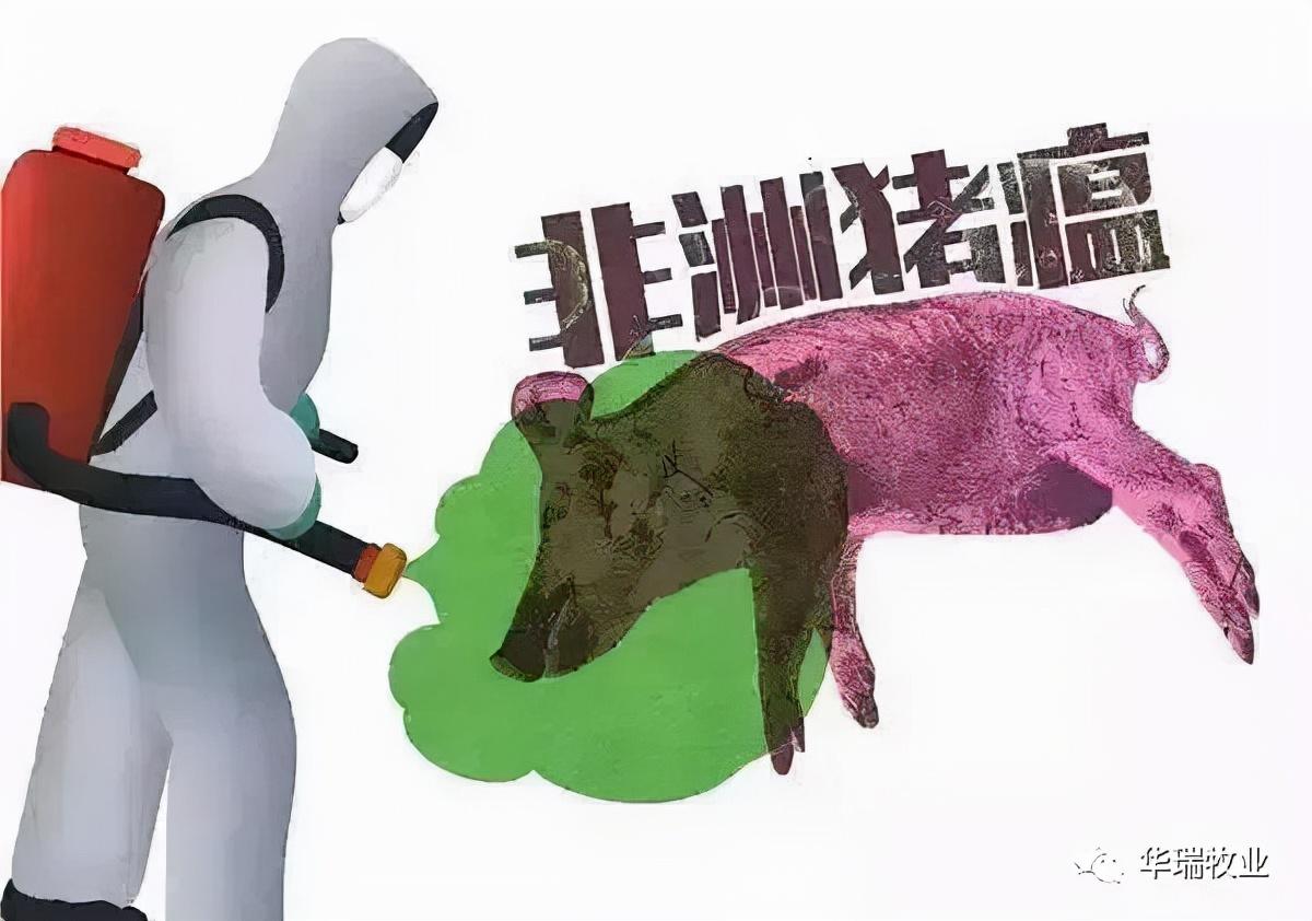 冯永辉最新分析，猪价走势展望